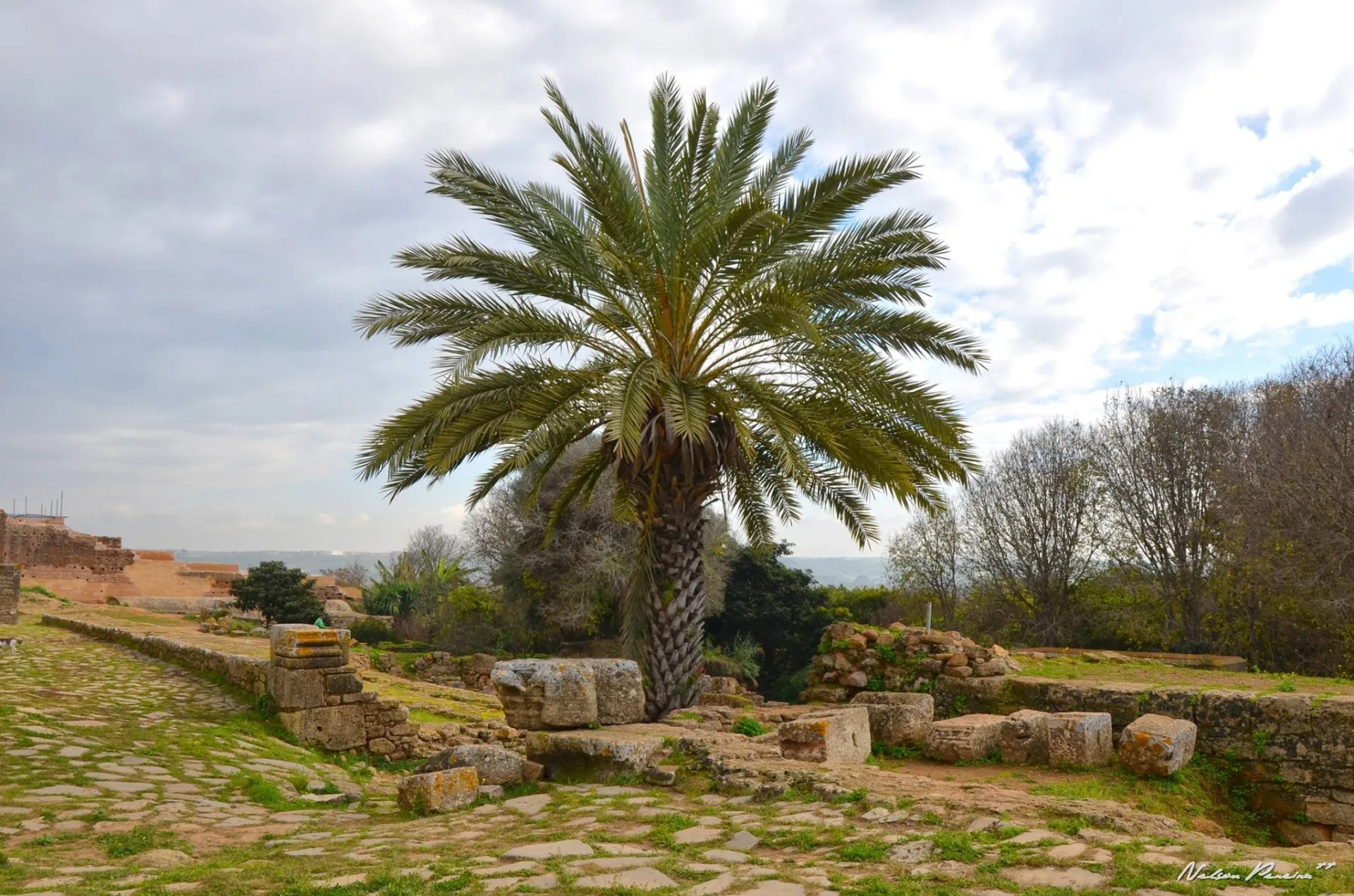 Palm tree over the Roman forum at Chellah