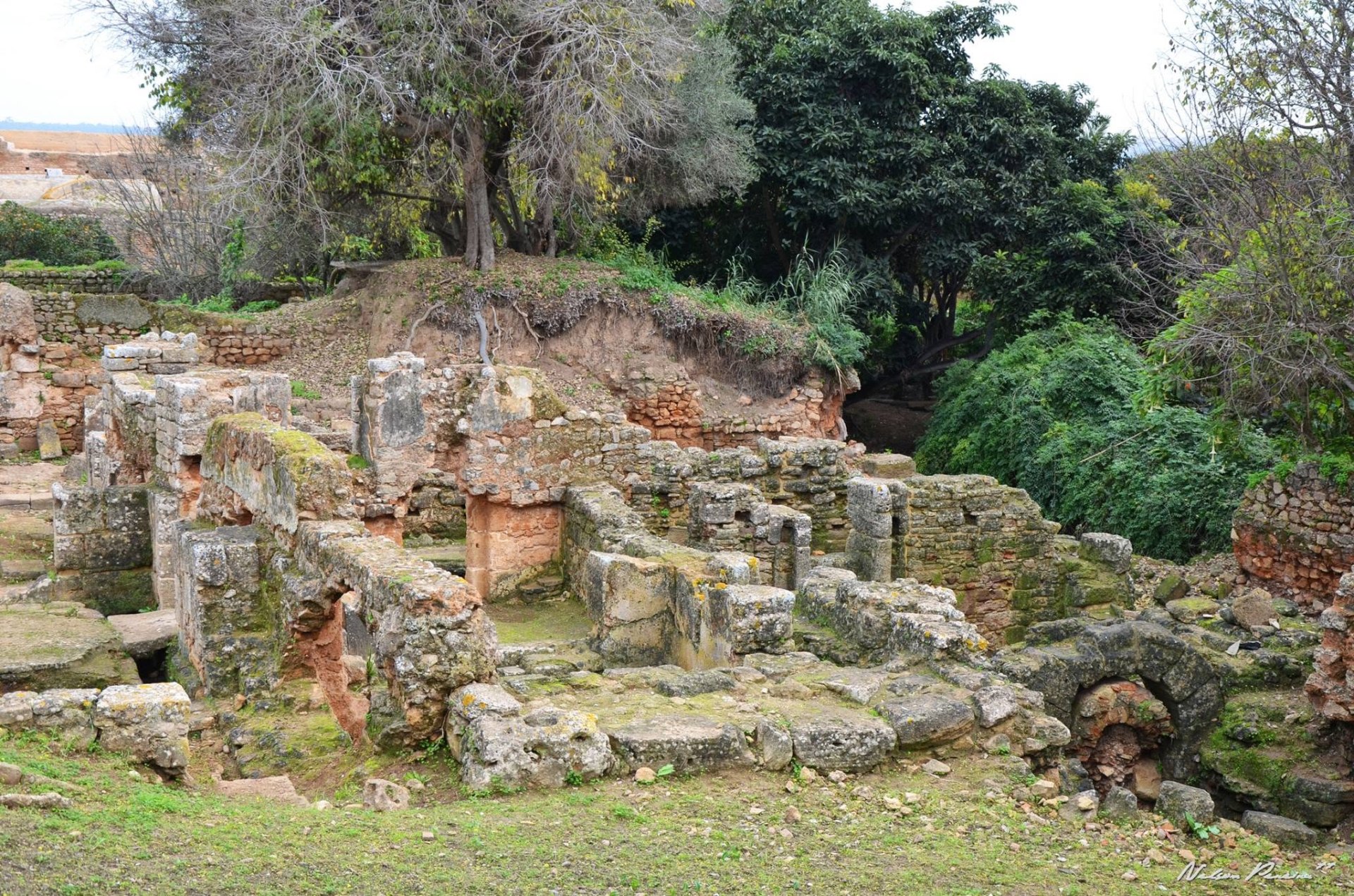 Overgrown Roman ruins at Chellah