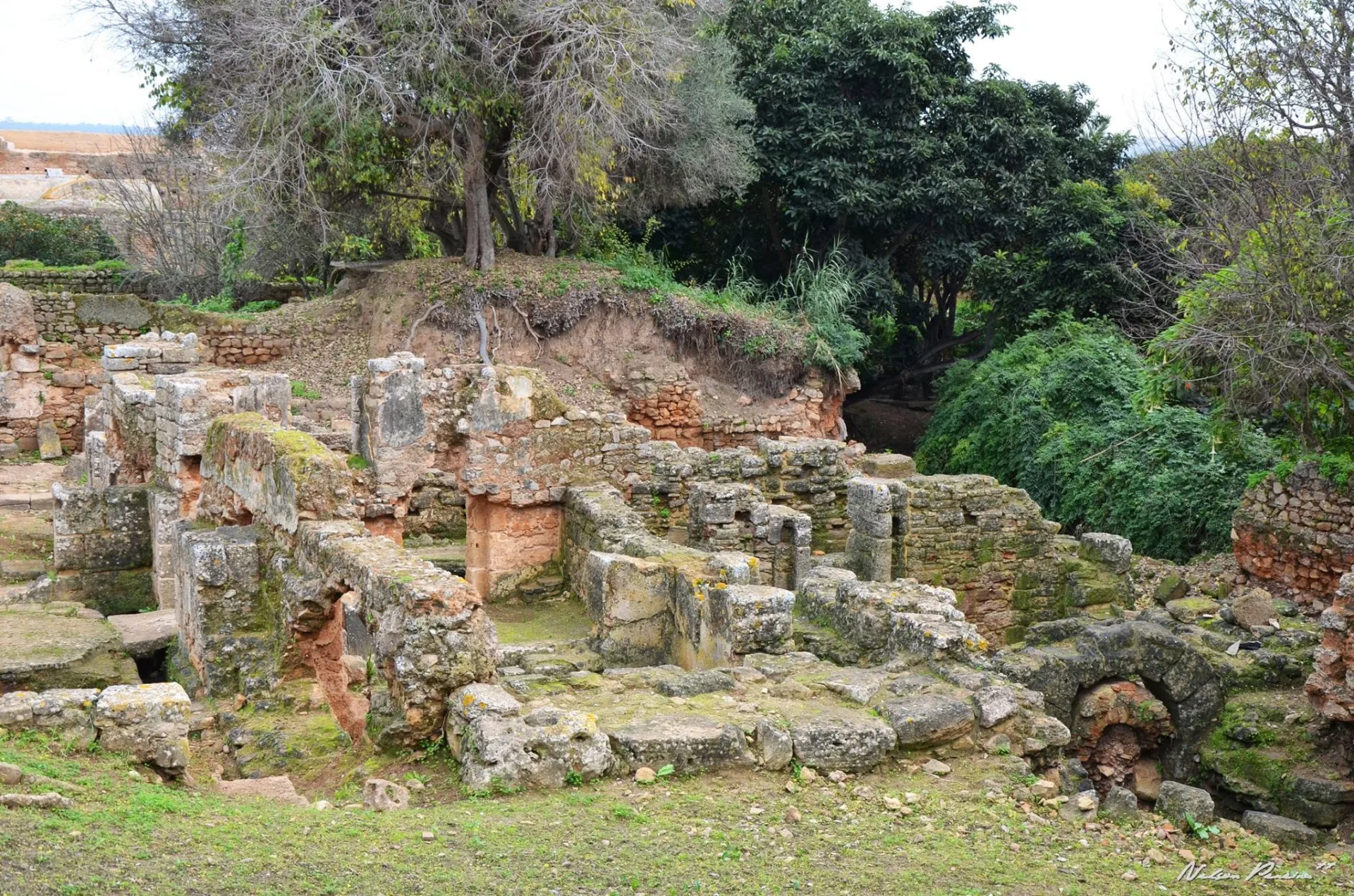 Overgrown Roman ruins at Chellah
