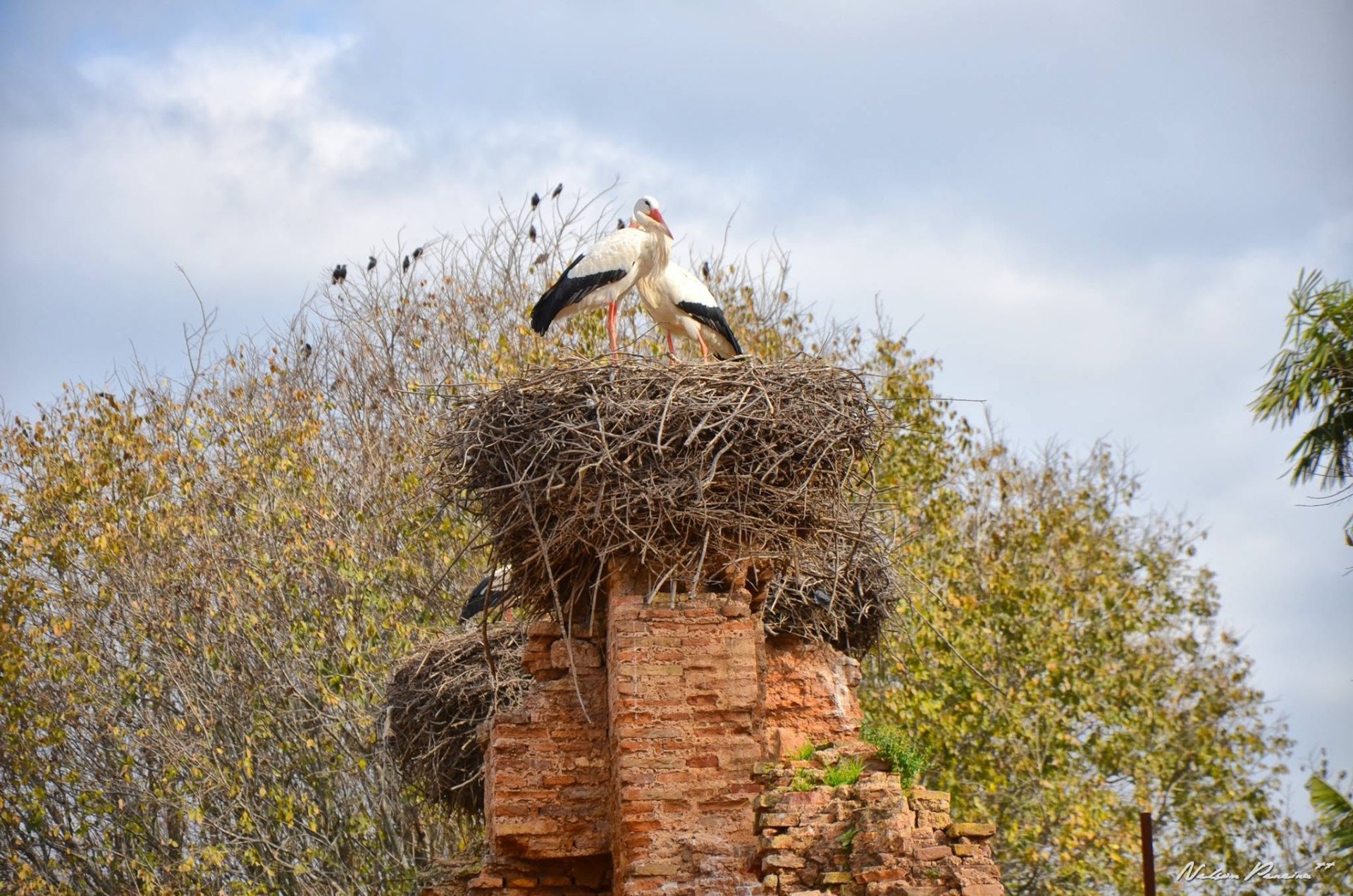 Storks nesting on a ruined tower at Chellah