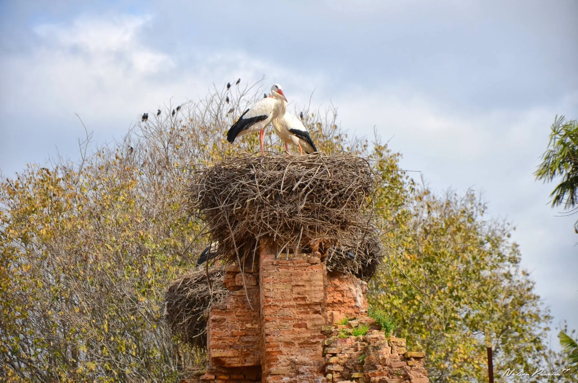 Storks nesting on a ruined tower at Chellah