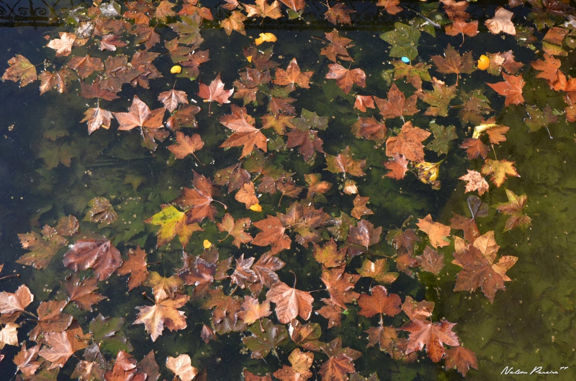 Autumn leaves floating on the Chellah pool