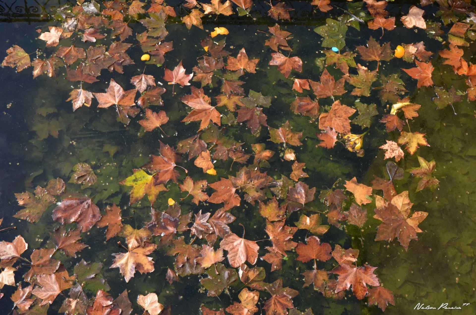Autumn leaves floating on the Chellah pool