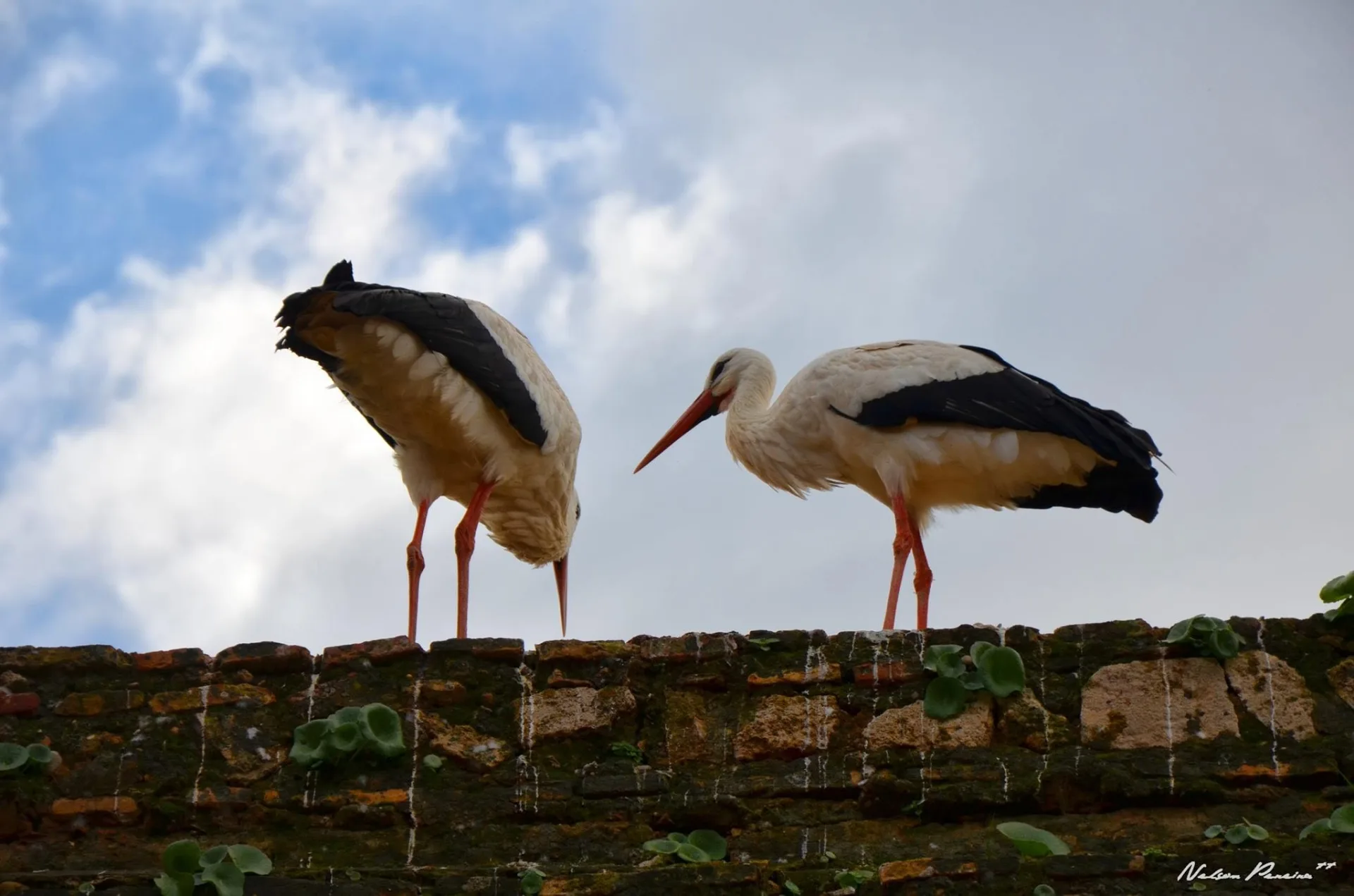 Two white storks on the Chellah walls
