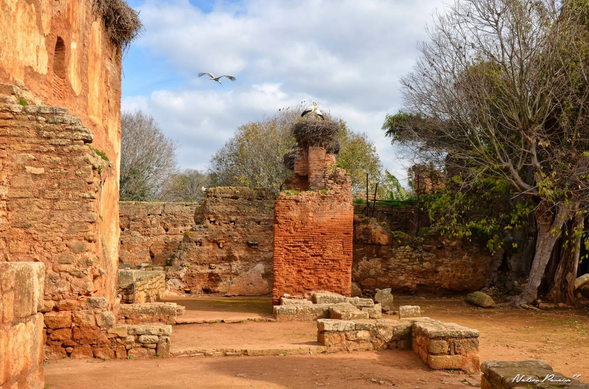 Stork nests over the ruins of Chellah